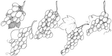 Üzüm sağlıklı gıda izole bir vektör tarzı. Meyve tam adı: üzüm. Vektör arka plan, doku, sarıcı desen veya menü yabani meyve.