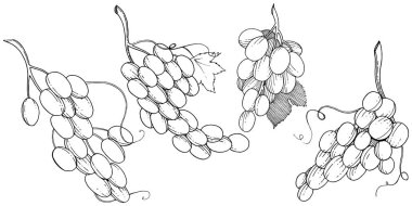 Üzüm sağlıklı gıda izole bir vektör tarzı. Meyve tam adı: üzüm. Vektör arka plan, doku, sarıcı desen veya menü yabani meyve.