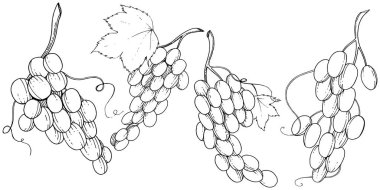 Üzüm sağlıklı gıda izole bir vektör tarzı. Meyve tam adı: üzüm. Vektör arka plan, doku, sarıcı desen veya menü yabani meyve.