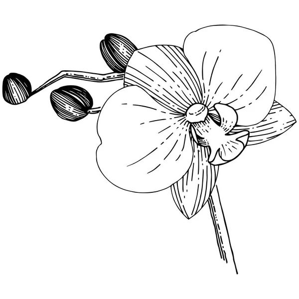스타일에 꽃입니다 식물의 Orhid 프레임 테두리에 — 스톡 벡터