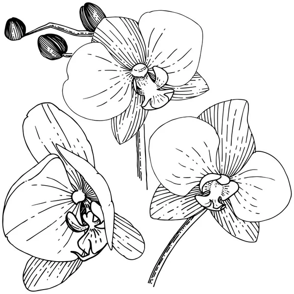 스타일에 꽃입니다 식물의 Orhid 프레임 테두리에 — 스톡 벡터