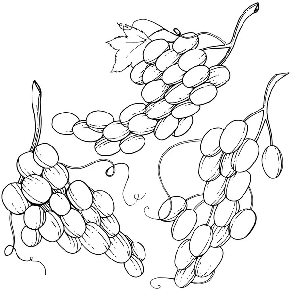 Raisin Alimentation Saine Dans Style Vectoriel Isolé Nom Complet Fruit — Image vectorielle