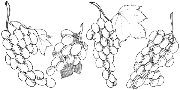 Grape Hälsosam Mat Vektor Stil Isolerade Fullständigt Namn Frukt Druva — Stock vektor