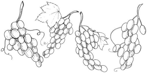 Uva Alimentos Saludables Estilo Vectorial Aislado Nombre Completo Fruta Uva — Archivo Imágenes Vectoriales