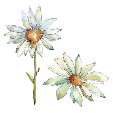 Beyaz papatya çiçek. Botanik çiçek. İzole illüstrasyon öğesi. Arka plan, doku, sarıcı desen, çerçeve veya kenarlık için Aquarelle kır çiçeği.