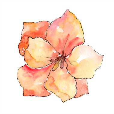 Turuncu nergis zambağı. Botanik çiçek. İzole illüstrasyon öğesi. Arka plan, doku, sarıcı desen, çerçeve veya kenarlık için Aquarelle kır çiçeği.