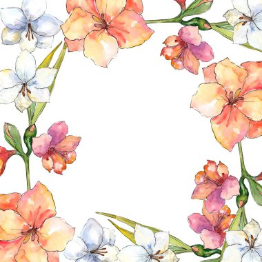 Turuncu ve beyaz nergis zambağı. Botanik çiçek. Çerçeve kenarlığı süsleme Meydanı. Arka plan, doku, sarıcı desen, çerçeve veya kenarlık için Aquarelle kır çiçeği.