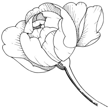 Şakayık Çiçeği izole bir vektör tarzı. Arka plan, doku, sarıcı desen, çerçeve veya kenarlık için vektör çiçek.