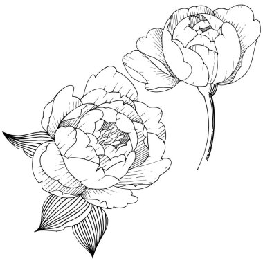 Şakayık Çiçeği izole bir vektör tarzı. Arka plan, doku, sarıcı desen, çerçeve veya kenarlık için vektör çiçek.