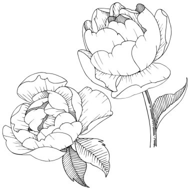 Şakayık Çiçeği izole bir vektör tarzı. Arka plan, doku, sarıcı desen, çerçeve veya kenarlık için vektör çiçek.