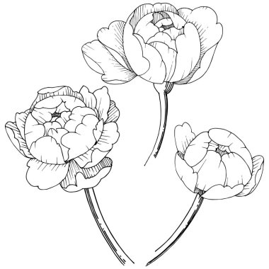 Şakayık Çiçeği izole bir vektör tarzı. Arka plan, doku, sarıcı desen, çerçeve veya kenarlık için vektör çiçek.