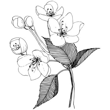 Elma ağacı izole bir vektör tarzı. Bitki tam adı: elma ağacı. Arka plan, doku, sarıcı desen, çerçeve veya kenarlık için vektör çiçek.