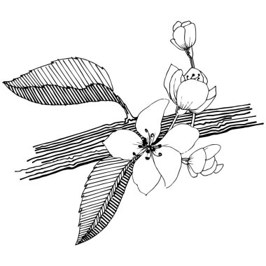 Elma ağacı izole bir vektör tarzı. Bitki tam adı: elma ağacı. Arka plan, doku, sarıcı desen, çerçeve veya kenarlık için vektör çiçek.