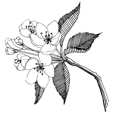 Elma ağacı izole bir vektör tarzı. Bitki tam adı: elma ağacı. Arka plan, doku, sarıcı desen, çerçeve veya kenarlık için vektör çiçek.