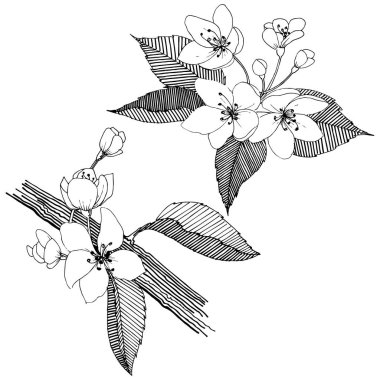 Elma ağacı izole bir vektör tarzı. Bitki tam adı: elma ağacı. Arka plan, doku, sarıcı desen, çerçeve veya kenarlık için vektör çiçek.