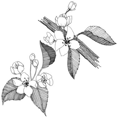 Elma ağacı izole bir vektör tarzı. Bitki tam adı: elma ağacı. Arka plan, doku, sarıcı desen, çerçeve veya kenarlık için vektör çiçek.