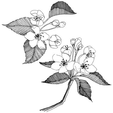 Elma ağacı izole bir vektör tarzı. Bitki tam adı: elma ağacı. Arka plan, doku, sarıcı desen, çerçeve veya kenarlık için vektör çiçek.