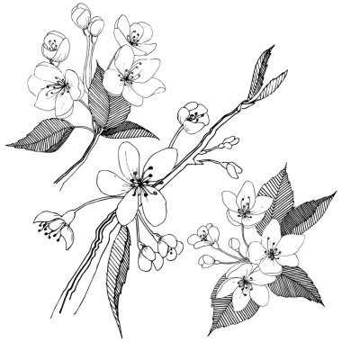 Elma ağacı izole bir vektör tarzı. Bitki tam adı: elma ağacı. Arka plan, doku, sarıcı desen, çerçeve veya kenarlık için vektör çiçek.