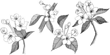 Elma ağacı izole bir vektör tarzı. Bitki tam adı: elma ağacı. Arka plan, doku, sarıcı desen, çerçeve veya kenarlık için vektör çiçek.