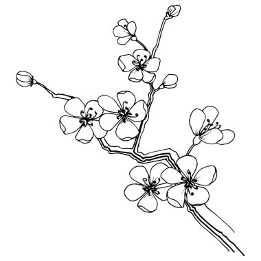 Sakura izole bir vektör tarzı. Bitki tam adı: sakura. Arka plan, doku, sarıcı desen, çerçeve veya kenarlık için vektör çiçek.