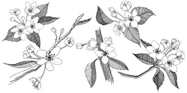 Elma ağacı izole bir vektör tarzı. Bitki tam adı: elma ağacı. Arka plan, doku, sarıcı desen, çerçeve veya kenarlık için vektör çiçek.