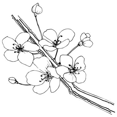 Sakura izole bir vektör tarzı. Bitki tam adı: sakura. Arka plan, doku, sarıcı desen, çerçeve veya kenarlık için vektör çiçek.