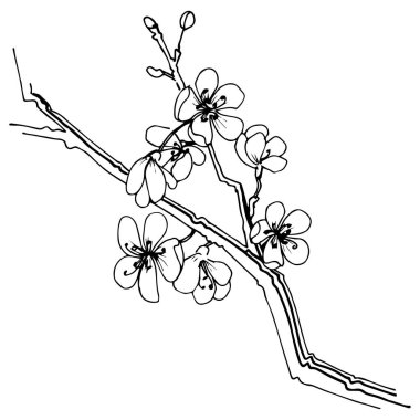 Sakura izole bir vektör tarzı. Bitki tam adı: sakura. Arka plan, doku, sarıcı desen, çerçeve veya kenarlık için vektör çiçek.