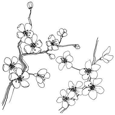 Sakura izole bir vektör tarzı. Bitki tam adı: sakura. Arka plan, doku, sarıcı desen, çerçeve veya kenarlık için vektör çiçek.