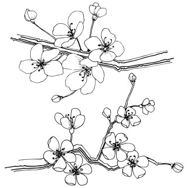 Sakura izole bir vektör tarzı. Bitki tam adı: sakura. Arka plan, doku, sarıcı desen, çerçeve veya kenarlık için vektör çiçek.