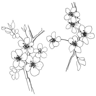 Sakura izole bir vektör tarzı. Bitki tam adı: sakura. Arka plan, doku, sarıcı desen, çerçeve veya kenarlık için vektör çiçek.