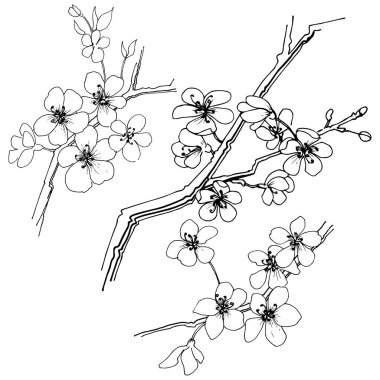 Sakura izole bir vektör tarzı. Bitki tam adı: sakura. Arka plan, doku, sarıcı desen, çerçeve veya kenarlık için vektör çiçek.