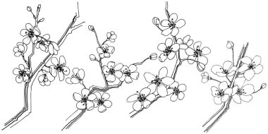 Sakura izole bir vektör tarzı. Bitki tam adı: sakura. Arka plan, doku, sarıcı desen, çerçeve veya kenarlık için vektör çiçek.