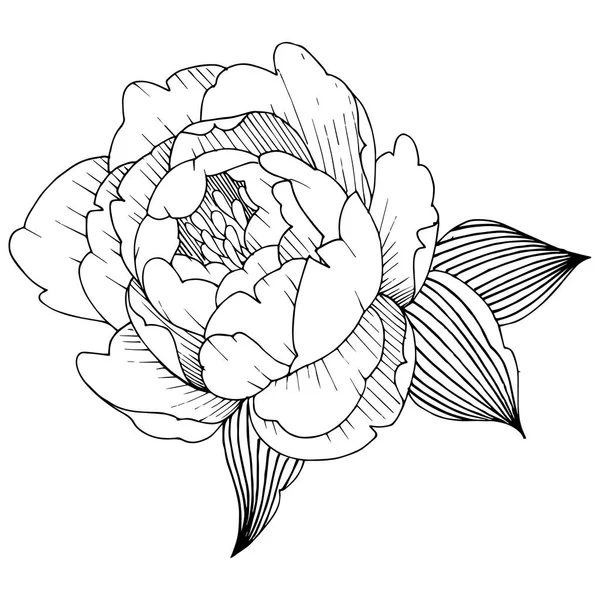 Пион Цветок Векторном Стиле Изолирован Векторный Цветок Фона Текстуры Обертки — стоковый вектор