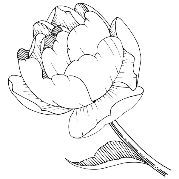 Παιωνία Λουλούδι Ένα Στυλ Διάνυσμα Απομονωμένη Διάνυσμα Λουλούδι Για Φόντο — Διανυσματικό Αρχείο