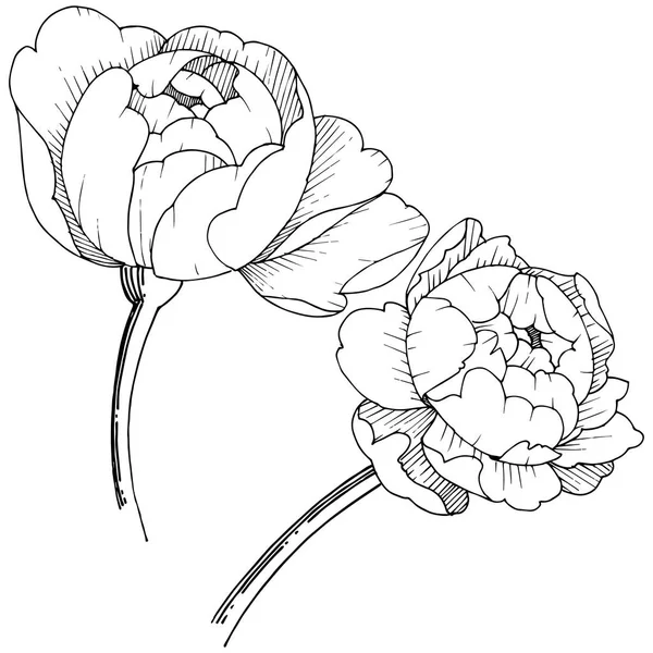 Pfingstrose Blume Einem Vektor Stil Isoliert Vektorblume Für Hintergrund Textur — Stockvektor