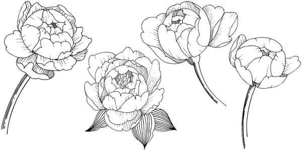 Peony Bloem Een Vector Stijl Geïsoleerd Vector Bloem Voor Achtergrond — Stockvector