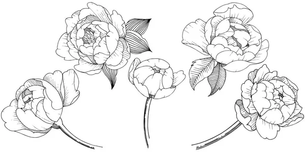 Flor Peonía Estilo Vectorial Aislado Flor Vectorial Para Fondo Textura — Archivo Imágenes Vectoriales