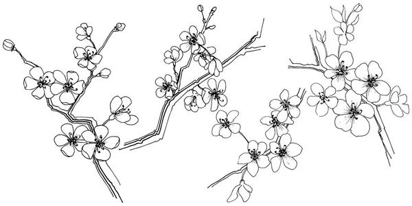 分離されたベクター スタイルのさくら 植物の完全な名前 さくら テクスチャ ラッパー パターン 枠や図面枠のベクターの花 — ストックベクタ