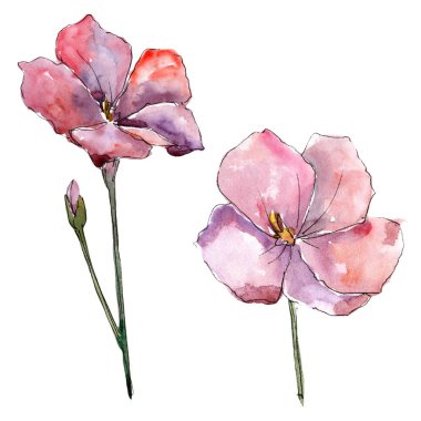 Kır çiçeği pembe keten. Botanik çiçek. İzole illüstrasyon öğesi. Arka plan, doku, sarıcı desen, çerçeve veya kenarlık için Aquarelle kır çiçeği.