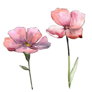 Kır çiçeği pembe keten. Botanik çiçek. İzole illüstrasyon öğesi. Arka plan, doku, sarıcı desen, çerçeve veya kenarlık için Aquarelle kır çiçeği.