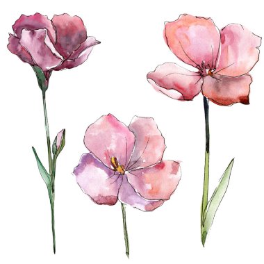 Kır çiçeği pembe keten. Botanik çiçek. İzole illüstrasyon öğesi. Arka plan, doku, sarıcı desen, çerçeve veya kenarlık için Aquarelle kır çiçeği.