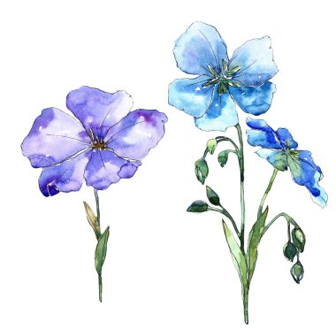 Mavi keten çiçek. Botanik çiçek. İzole illüstrasyon öğesi. Arka plan, doku, sarıcı desen, çerçeve veya kenarlık için Aquarelle kır çiçeği.