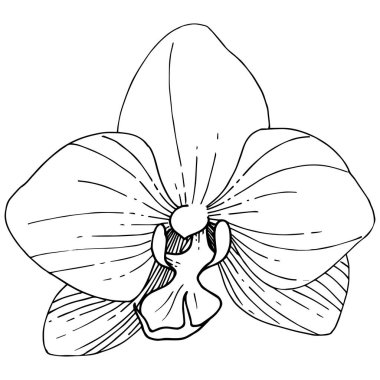 Orhid çiçek izole bir vektör tarzı. Bitki tam adı: orhid. Arka plan, doku, sarıcı desen, çerçeve veya kenarlık için vektör çiçek.