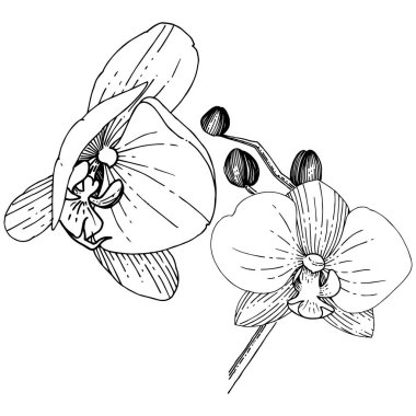 Orhid çiçek izole bir vektör tarzı. Bitki tam adı: orhid. Arka plan, doku, sarıcı desen, çerçeve veya kenarlık için vektör çiçek.