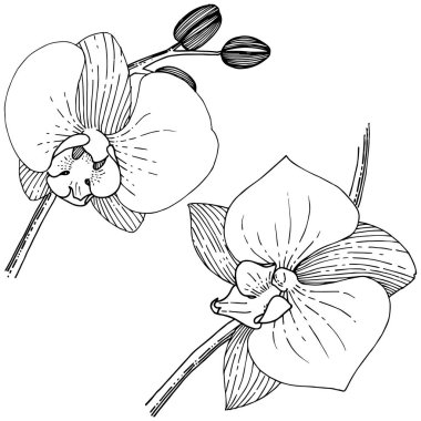 Orhid çiçek izole bir vektör tarzı. Bitki tam adı: orhid. Arka plan, doku, sarıcı desen, çerçeve veya kenarlık için vektör çiçek.