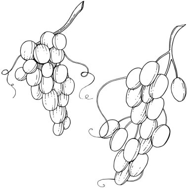 Üzüm sağlıklı gıda izole bir vektör tarzı. Meyve tam adı: üzüm. Vektör arka plan, doku, sarıcı desen veya menü yabani meyve.