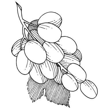 Üzüm sağlıklı gıda izole bir vektör tarzı. Meyve tam adı: üzüm. Vektör arka plan, doku, sarıcı desen veya menü yabani meyve.