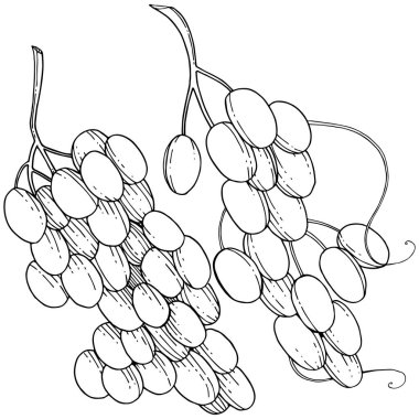 Üzüm sağlıklı gıda izole bir vektör tarzı. Meyve tam adı: üzüm. Vektör arka plan, doku, sarıcı desen veya menü yabani meyve.