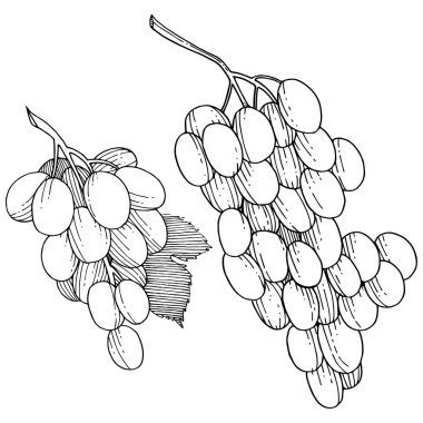 Üzüm sağlıklı gıda izole bir vektör tarzı. Meyve tam adı: üzüm. Vektör arka plan, doku, sarıcı desen veya menü yabani meyve.
