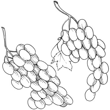Üzüm sağlıklı gıda izole bir vektör tarzı. Meyve tam adı: üzüm. Vektör arka plan, doku, sarıcı desen veya menü yabani meyve.